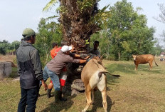 Cuaca Ekstrem, Ternak Rentan Terserang Penyakit Ngorok, Beri Ternak Pakan yang Cukup