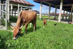 Jelang Idul Adha, Hewan Ternak Wajib Punya SKKH