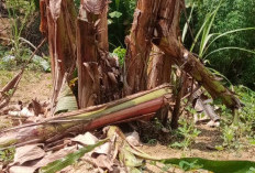 Usai Datangi PT ABS, Petani Pino Raya Bakal ke Polres Bengkulu Selatan 