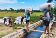 Panen Padi 2026 DI Manjuto Kanan Meningkat, Harga Gabah Tembus Rp7.000