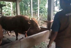 1 Ekor Sapi Mati Terserang PMK, Sapi Sekarat Pemilik Lakukan Pemotongan Paksa  