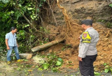 Tertimpa Pohon Tumbang Saat Melintas, Guru Asal Seluma Bersimbah Darah, Ini Kronologisnya