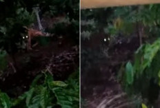 Mangsa Ayam Warga, Harimau Nongkrong di Depan Pondok Kebun Warga, Ini Langkah Polisi 
