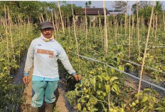 Harga Tomat Anjlok, Petani di Rejang Lebong Merugi