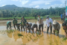  Tanam Padi Serentak di CSR Ulu Talo, Dukung Ketahanan Pangan Nasional