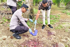 Ngeri! Pencuri Ternak di Bengkulu Utara Lepaskan 4 Kali Tembakan saat Dihadang Warga