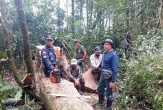 Dua Pelaku Illegal Logging Ditangkap Tim Patroli BBTNKS di Kawasan Hutan Lindung Wilayah Rejang Lebong