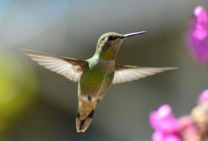 Rahasia di Balik Sayap Kolibri, Satu-satunya Burung yang Bisa Terbang Mundur