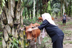 DKPP Pastikan Kematian 6 Ekor Sapi Peternak Terjangkit Jembrana