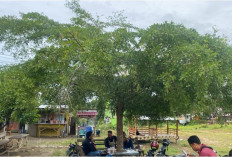 Ternyata Ketapang Daun Kecil Memiliki Banyak Manfaat Kesehatan 