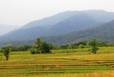 Panen Menurun, Petani di Bengkulu Utara Simpan Gabah untuk Konsumsi