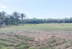Alih Fungsi Lahan Sawah Mukomuko Mengkhawatirkan