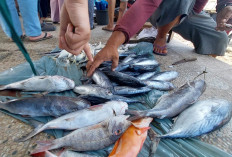 10 Jenis Ikan yang Sering Dikonsumsi Masyarakat Indonesia Setiap Hari