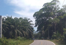 Lagi, Pembangunan Gapura Batas Mukomuko-Bengkulu Utara Batal 