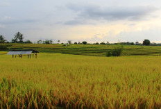 Harga Gabah Turun, Petani di Bengkulu Utara Minta Kurangi Sebaran Beras SPHP 