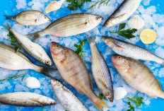 Ini Perbedaan Kandungan Nutrisi Ikan Air Tawar Vs Ikan Laut, Kamu Suka yang Mana?