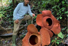 Menakjubkan! 8 Tanaman Khas Indonesia yang Tidak Dapat Ditemukan di Negara Lain 
