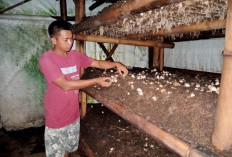 Budidaya Jamur Jangkos Cukup Menjanjikan, Pemanfaatan Limbah Sawit