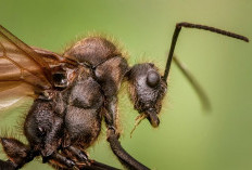 Kenali 7 Jenis Semut Berbahaya Ini, Sebabkan Infeksi 