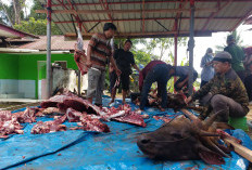 2.000 Paket Daging Kurban Dibagikan Kemenag Bengkulu Utara 