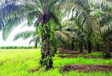 Petani Mukomuko Dingatkan Soal Lahan Cetak Sawah, Bukan untuk Sawit, Ini Total Peralihannya Saat Ini