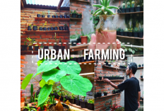 Urban Farming Solusi Bertani Masyarakat Perkotaan, Kenali Keuntungan dan Kekurangan Urban Farming