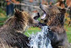 12 Cara Menghindari dan Melawan Serangan Beruang, Kamu Bisa Gunakan Panci 