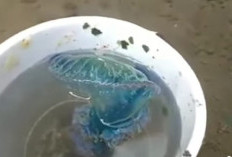 Ini Jenis Kandungan Racun Ubur-ubur Biru yang Sedang Heboh Muncul di Perairan Laut Bengkulu