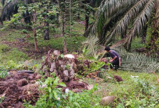 20 Pohon Sawit Diduga Ditebang Tanpa Pemberitahuan, Hari Ini, Petani Seluma Barat Datangi Kantor ULP PLN Tais