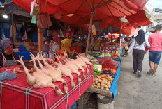 Harga Ayam di Bengkulu Tembus Rp40 Ribu, Pemkot Siapkan Operasi Pasar Ramadan