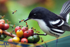 Burung Penyendiri yang Teritorial!  Berikut 5 Fakta Unik Black and White Warbler