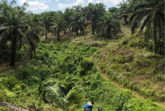 Naik Drastis, Bantuan Replanting Tahun Depan Rp60 Juta Per Hektar