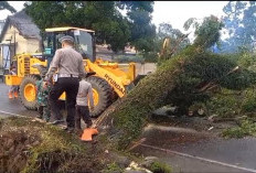 Pohon Tumbang Lumpuhkan Akses Jalan Talang Rimbo Lama