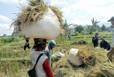 Kuota Pupuk Subsisdi Kawasan Persawahan Kemumu di Bengkulu Utara Dipastikan Aman 