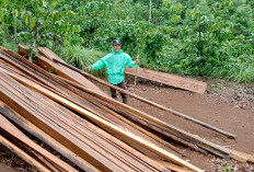 KPHL Temukan Puluhan Potongan Balok Kayu Hutan Lindung Liku Sembilan Bengkulu Tengah 