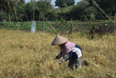 2 Ribu Hektare Lebih HGU Bengkulu Akan Diubah 