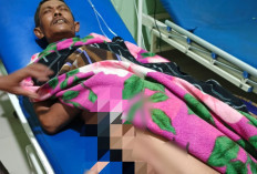 Petani Timun di Kepahiang Tersambar Petir, 2 Ekor Anjing Tak Selamat