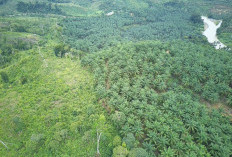 5 Perusahaan Sawit Kangkangi UU Cipta Kerja, Satgas PKH dan APH Diminta Segera Tuntaskan 