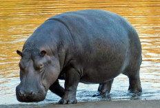 Fakta Unik Kudanil, Hewan Imut yang Menyimpan Fakta Paling Mengejutkan di Alam Liar