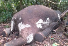 Seekor Gajah Seblat Ditemukan Mati di HPT Air Ipuh
