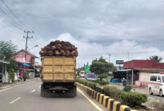 Truk TBS Sawit Tanpa Penutup Muatan Meresahkan, Satlantas Lakukan Siapkan Ini