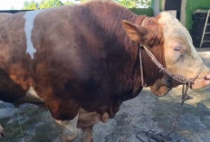 Sapi Presiden Akan  Dipotong  di Desa Kembang Mumpo 