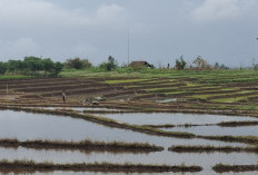 Bengkulu Utara Terima 1.800 Ton Benih Padi Gratis