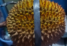 Sudah Tahu Belum? Ini 7 Jenis Durian yang Berasal dari Indonesia
