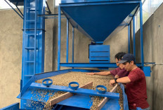 Ikut Kompetisi Nasional, Kopi Robusta Rejang Lebong Sabet Juara 1