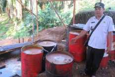 Produksi Kelapa Sawit Terbesar, Mukomuko Siap Produksi Minyak Goreng
