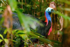 Kasuari: Burung yang Indah Tidak Bisa Terbang, Berikut 7 Faktanya! 