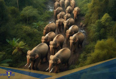 Mengapa Gajah Jalan di Jalur yang Sama? Berikut 2 Faktanya!