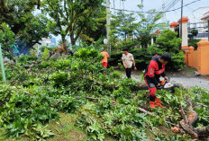 Cuaca Ekstrem! 3 Pohon di 3 Lokasi,  Tumbang Satu Atap Rumah Melayang 