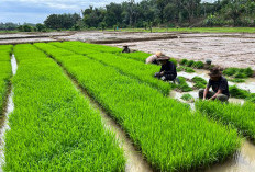 6 Teknik Jitu Menanam Padi, Hasil Panen Melimpah Ruah 